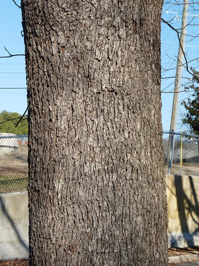 {Carya illinoensis}